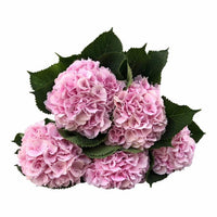 Hortensie Verena – rosa Schnittblumen mit großen halbkugelförmigen Blütenköpfen und dunkelgrünen Blättern, Blumen Kreativ Wien