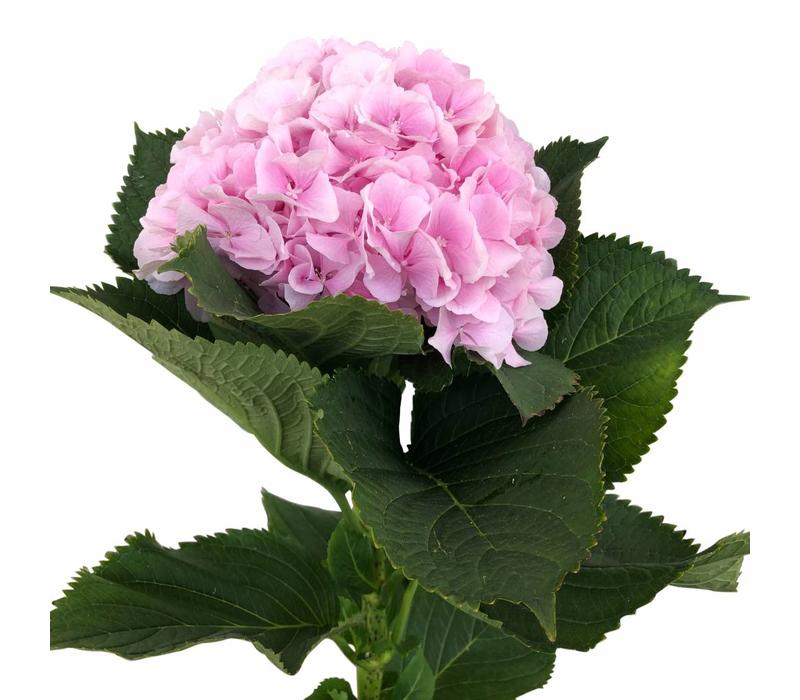 Hortensie Verena – rosa Schnittblumen mit großen halbkugelförmigen Blütenköpfen und dunkelgrünen Blättern, Blumen Kreativ Wien
